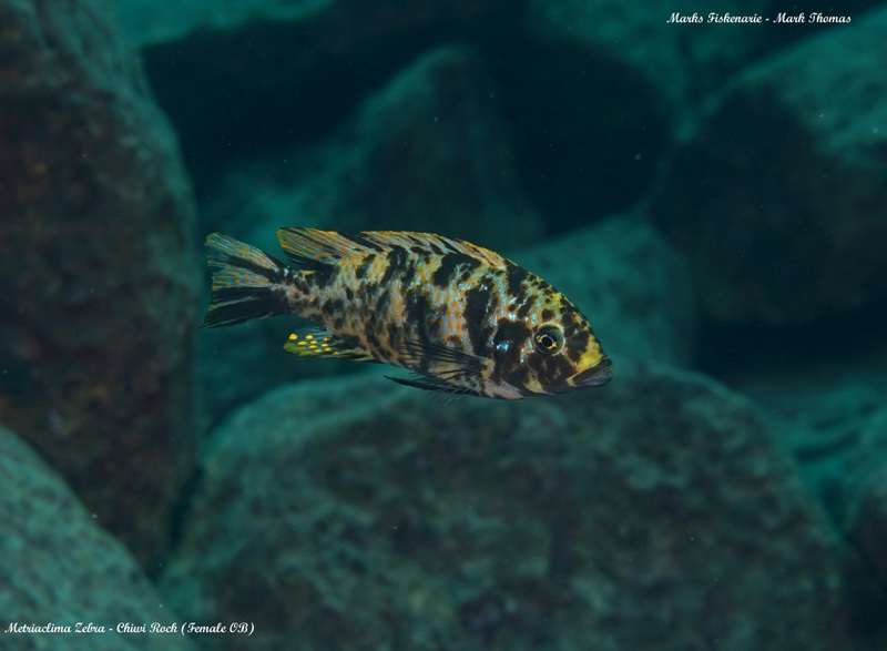 Maylandia zebra 'Chiwi Rocks'